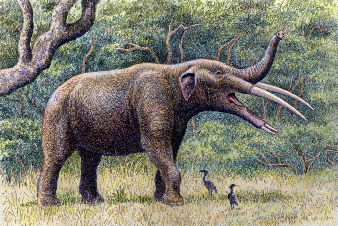 Image result for Gomphotherium