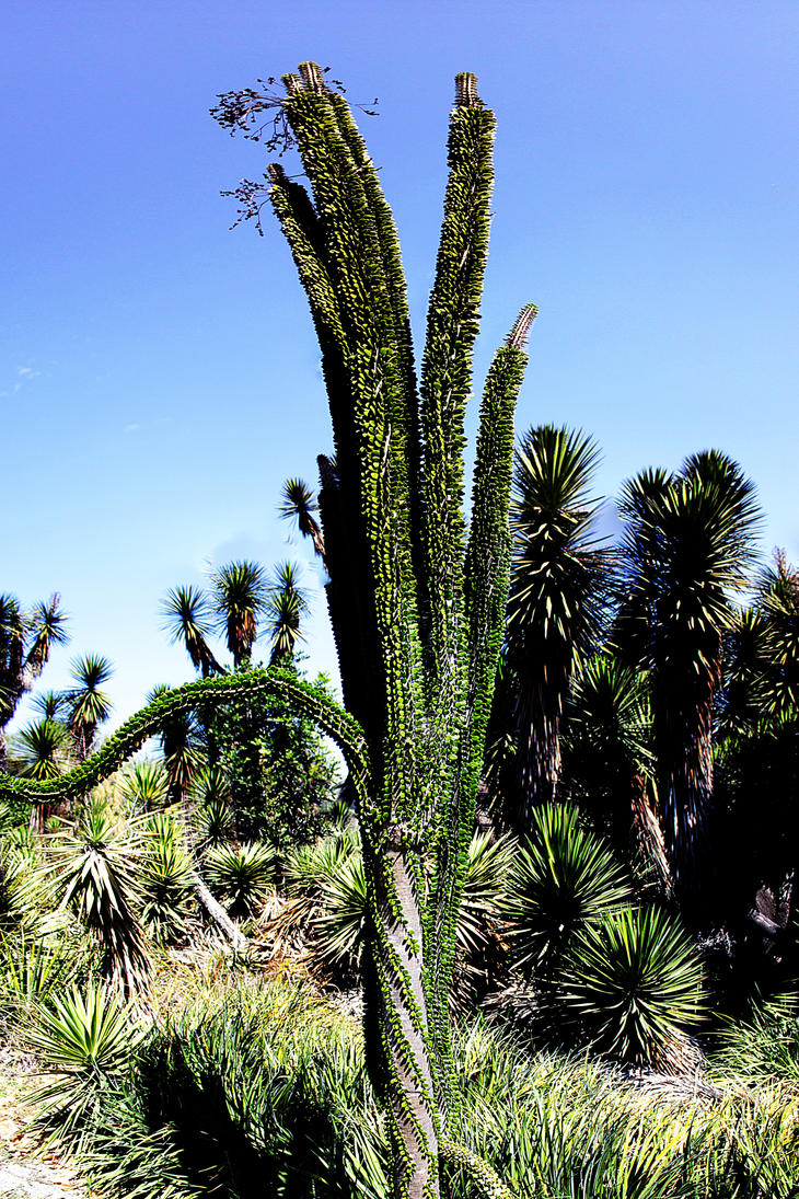 Ocotillo cactus in Balboa Park.