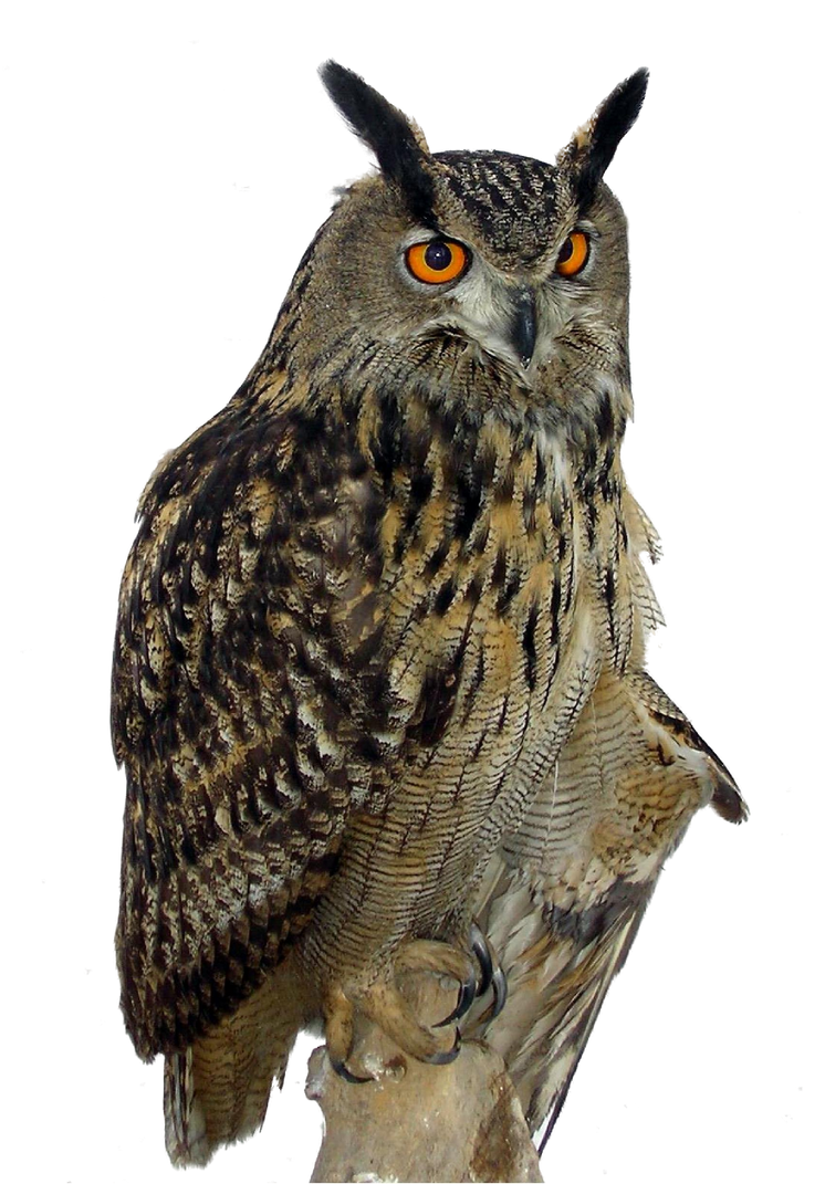 eagle owl clip art - photo #16