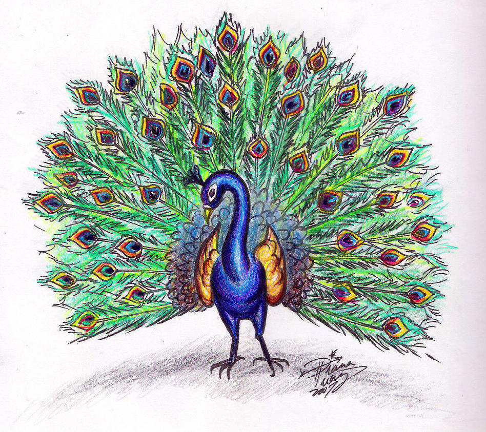 Draw a Peacock colored by Diana-Huang on DeviantArt