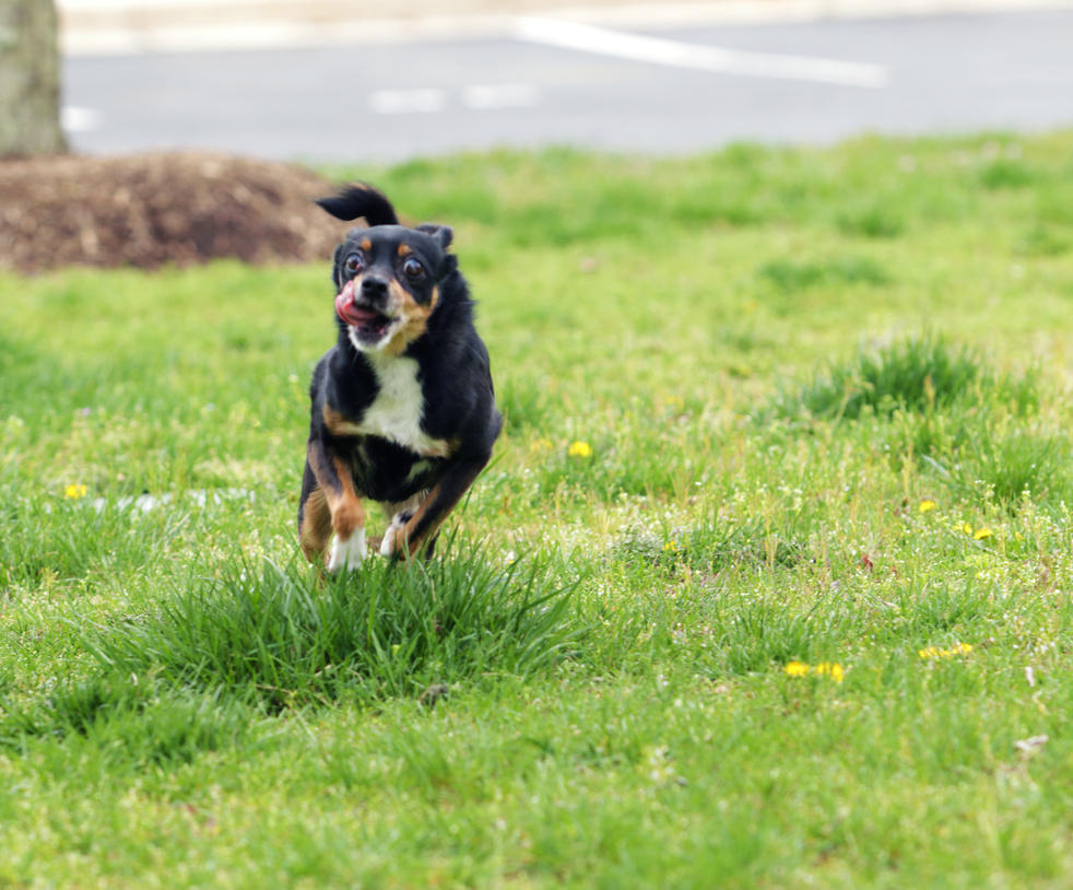 14 year old Manchester Terrier / Chihuahua Mix 2 by ...
