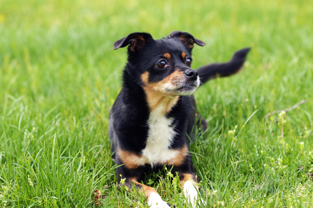 14 year old Manchester Terrier / Chihuahua Mix 3 by ...